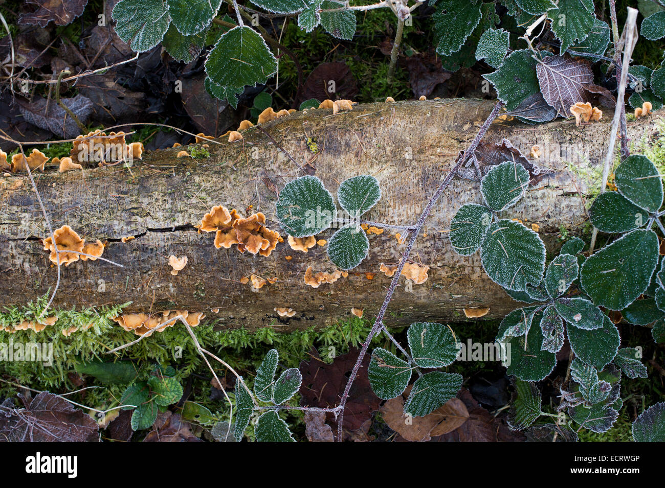 Frost dead tree branch, fungus and bramble leaves on a woodland floor in winter Stock Photo