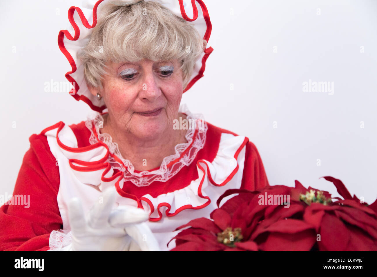 Mrs Santa Claus looking after a Christmas poinsettia Stock Photo