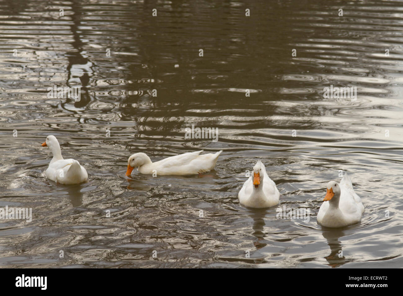 Four ducks on a lake swim among their own ripples and reflections Stock Photo