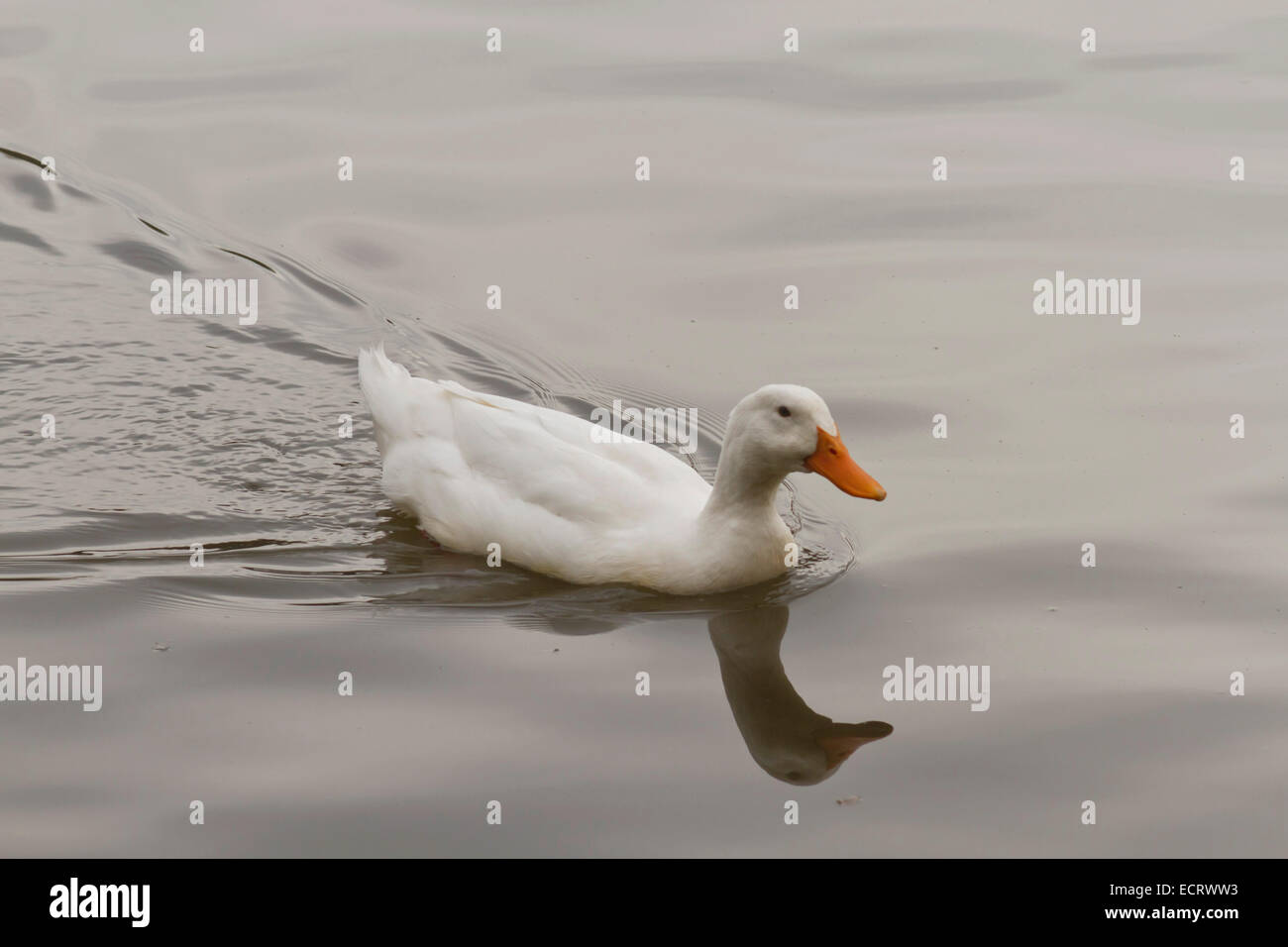 A curious, domestic, tame white duck swims closer to see what's going on Stock Photo