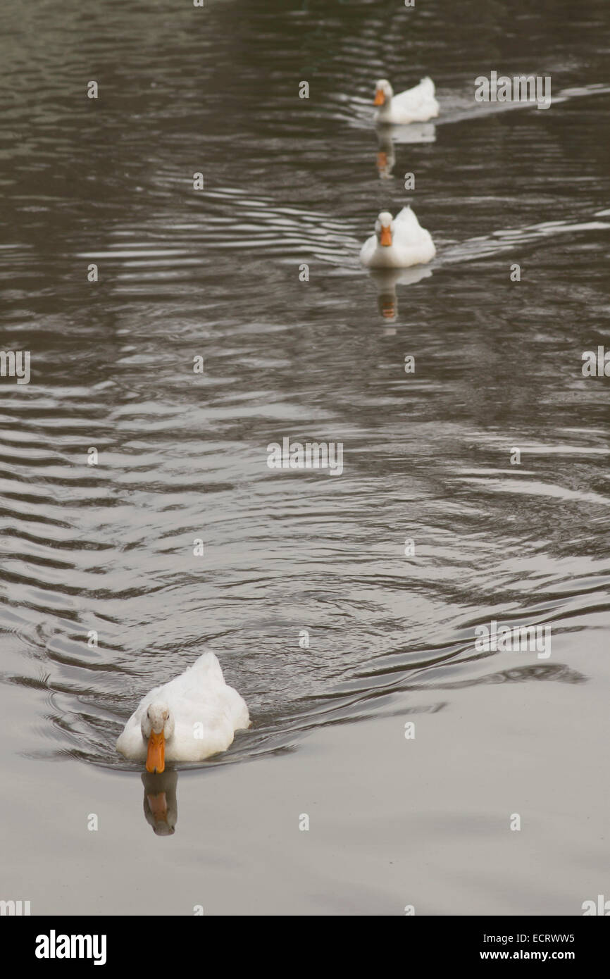 Two ducks follow swimming in the wake of a leader duck out on a lake in springtime Stock Photo