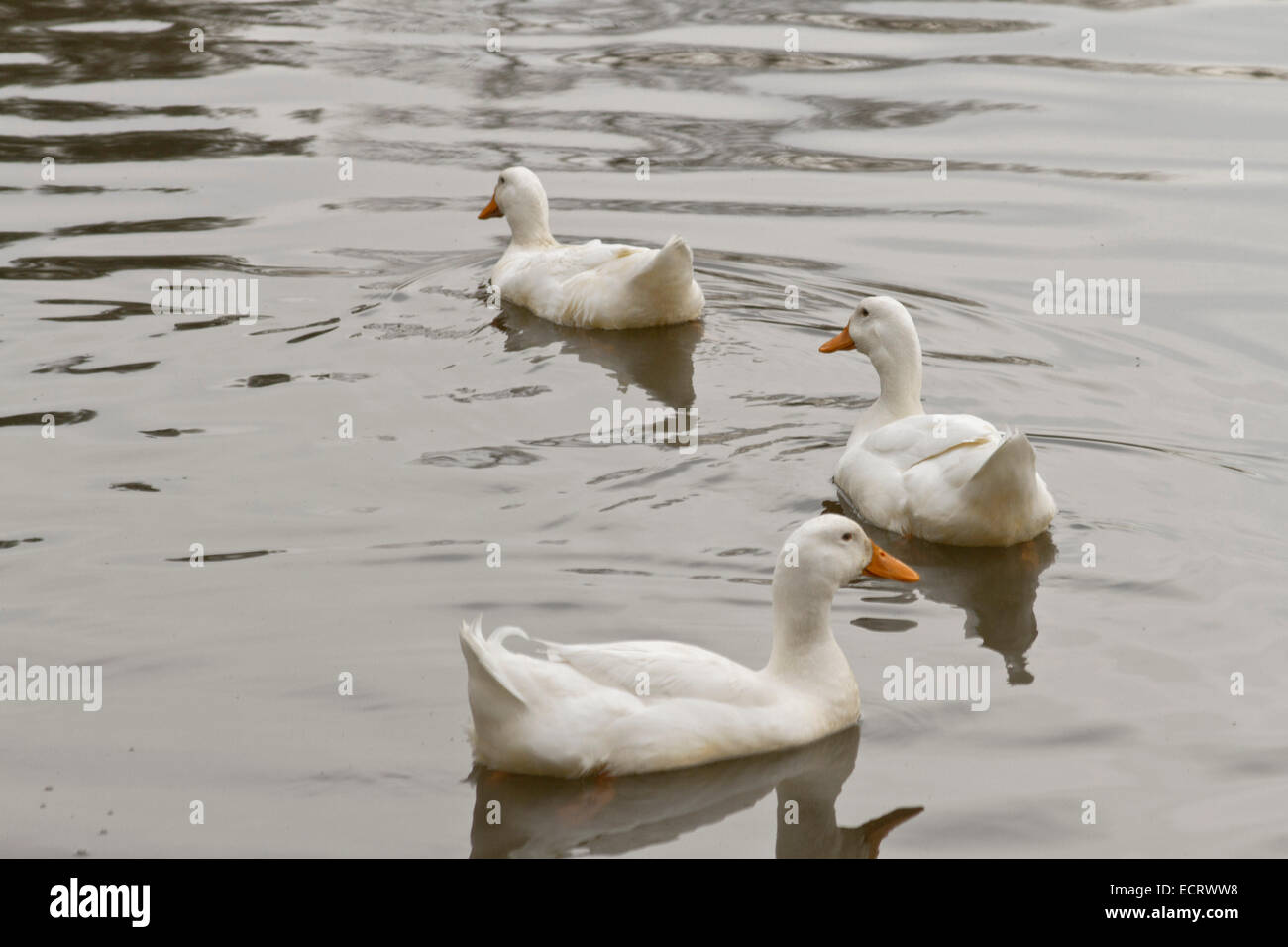 Three white ducks follow each other as they swim on a lake Stock Photo