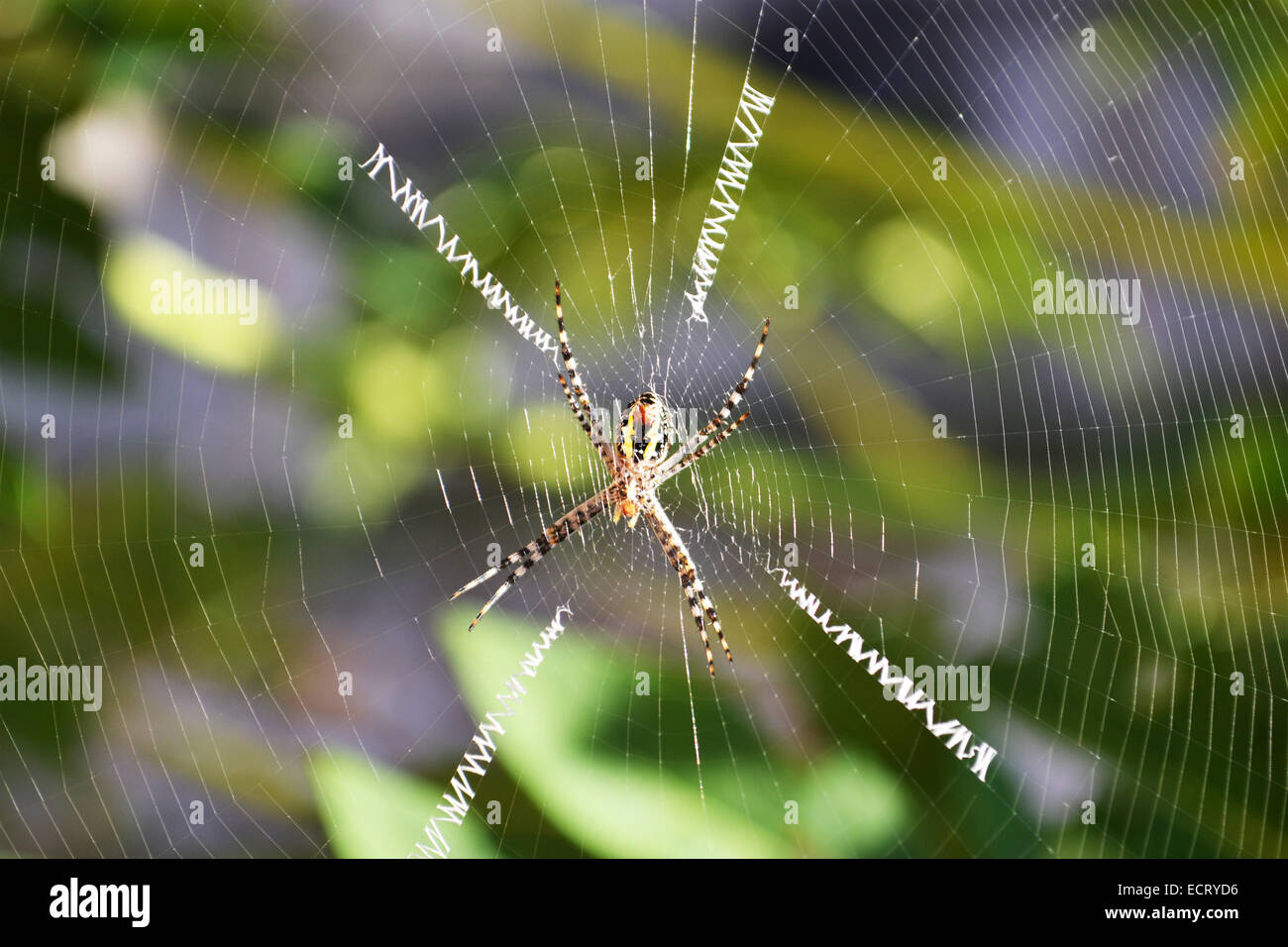 Female Argiope trifasciata Spider AKA banded Argiope with giant web and four attention track lines on a tree Stock Photo