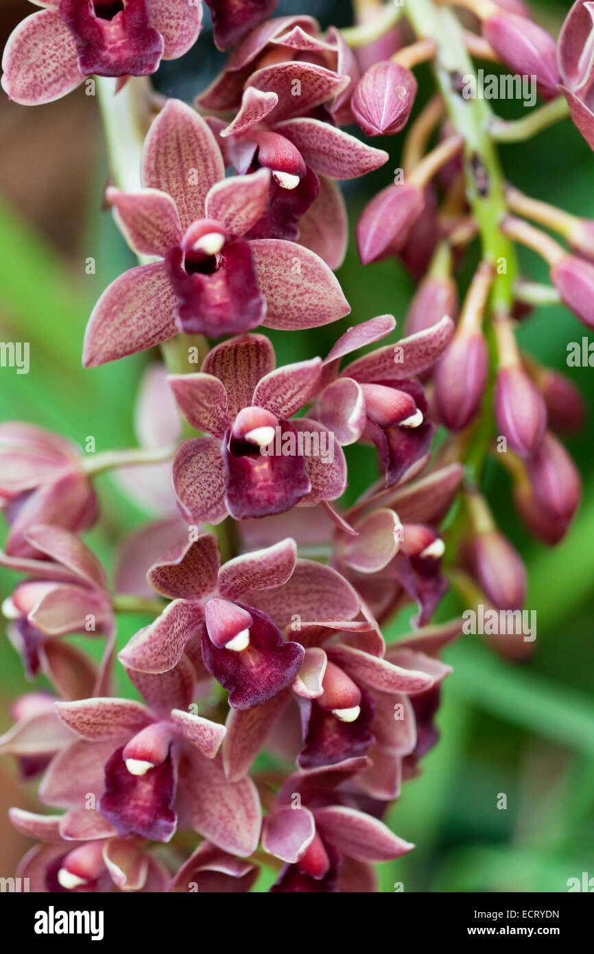 Cymbidium  orchid gainst tropical greens Stock Photo