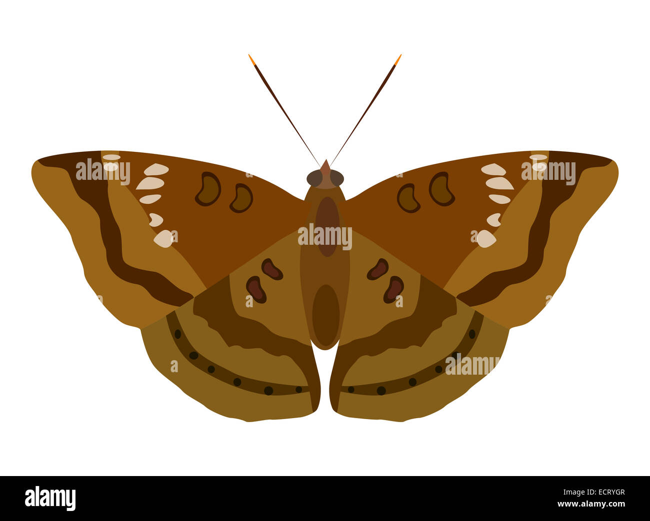 Illustration of moth isolated on white background Stock Photo - Alamy