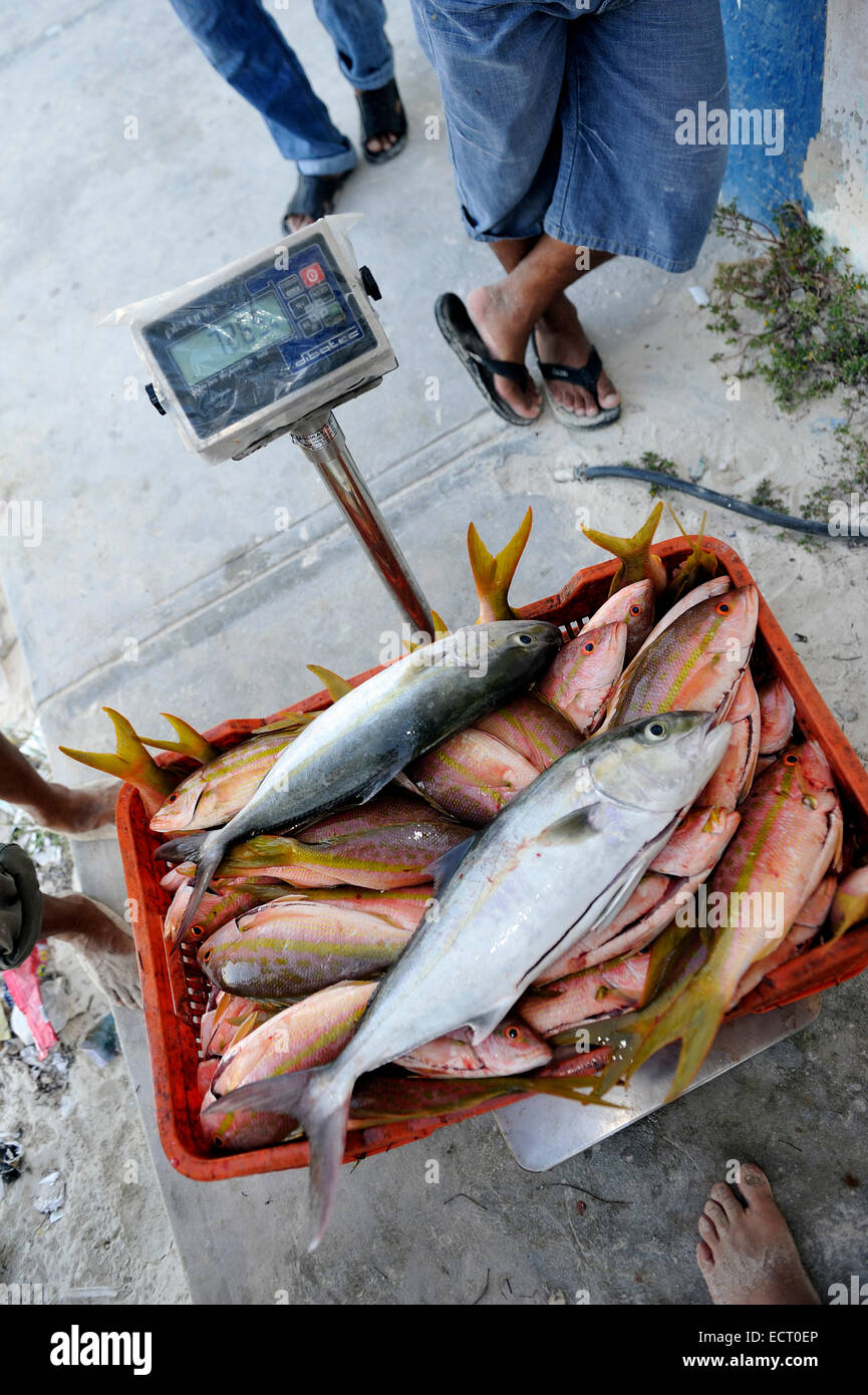 Mexico Cancun fishmonger weighing fish Stock Photo Alamy