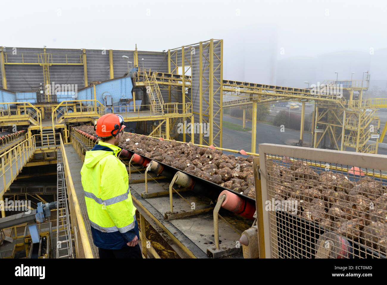 Worker at conveyor belt with sugar beets at a sugar mill Stock Photo