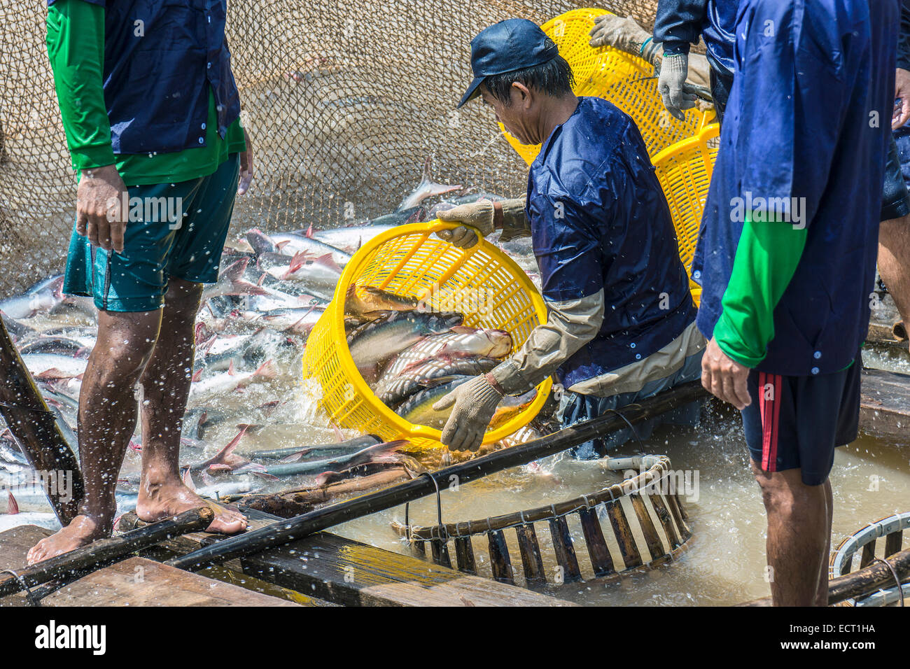Vietnam  An Giang  Long Xuyen  workers loading shark catfish at fish farm Stock Photo