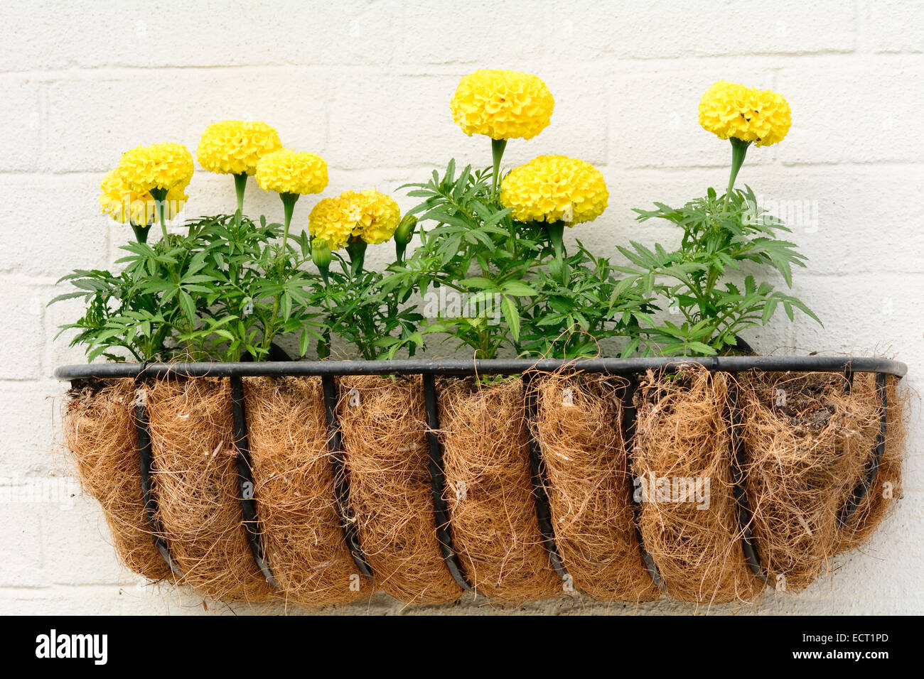 Yellow marigolds in wall mounted pot Stock Photo