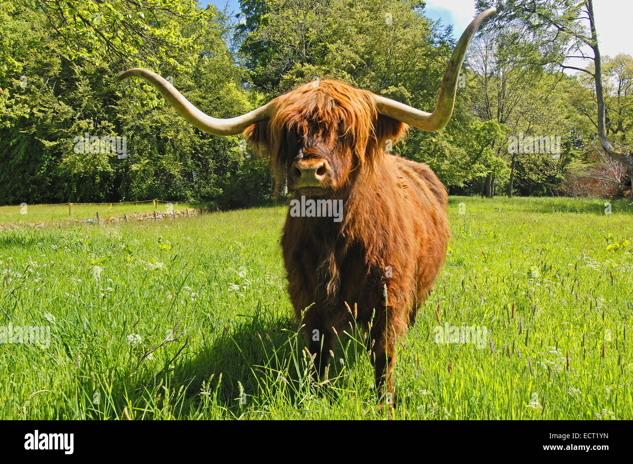 Scottish Highland cow (Bos taurus) at Brodie Castle near Inverness, Grampian region, Scotland, United Kingdom, Europe Stock Photo