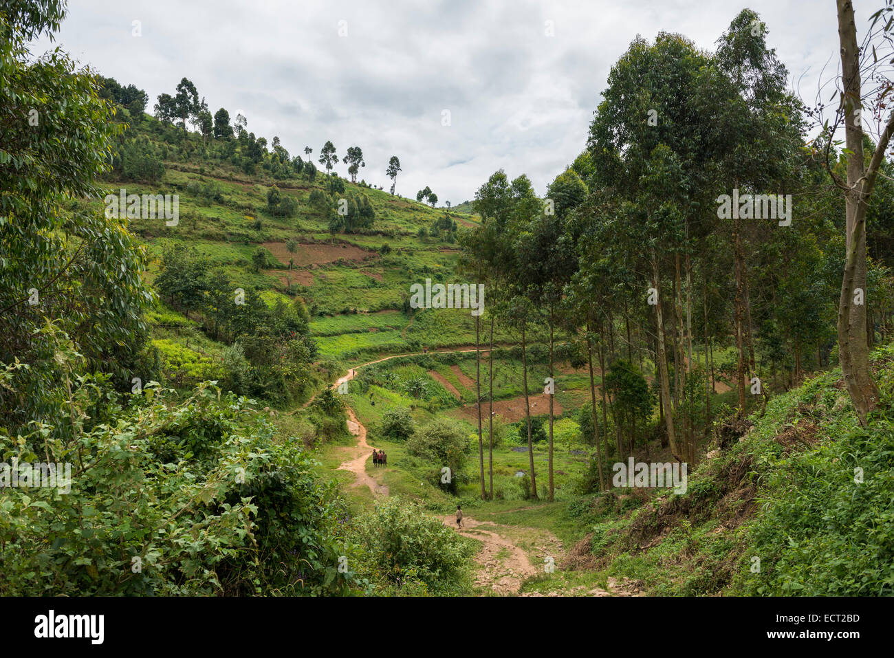Path through cultivated fields on a slope, Uganda Stock Photo