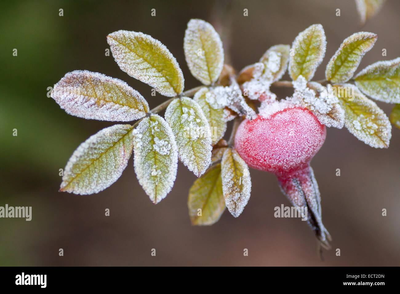 Rose hip in hoar frost hi-res stock photography and images - Alamy