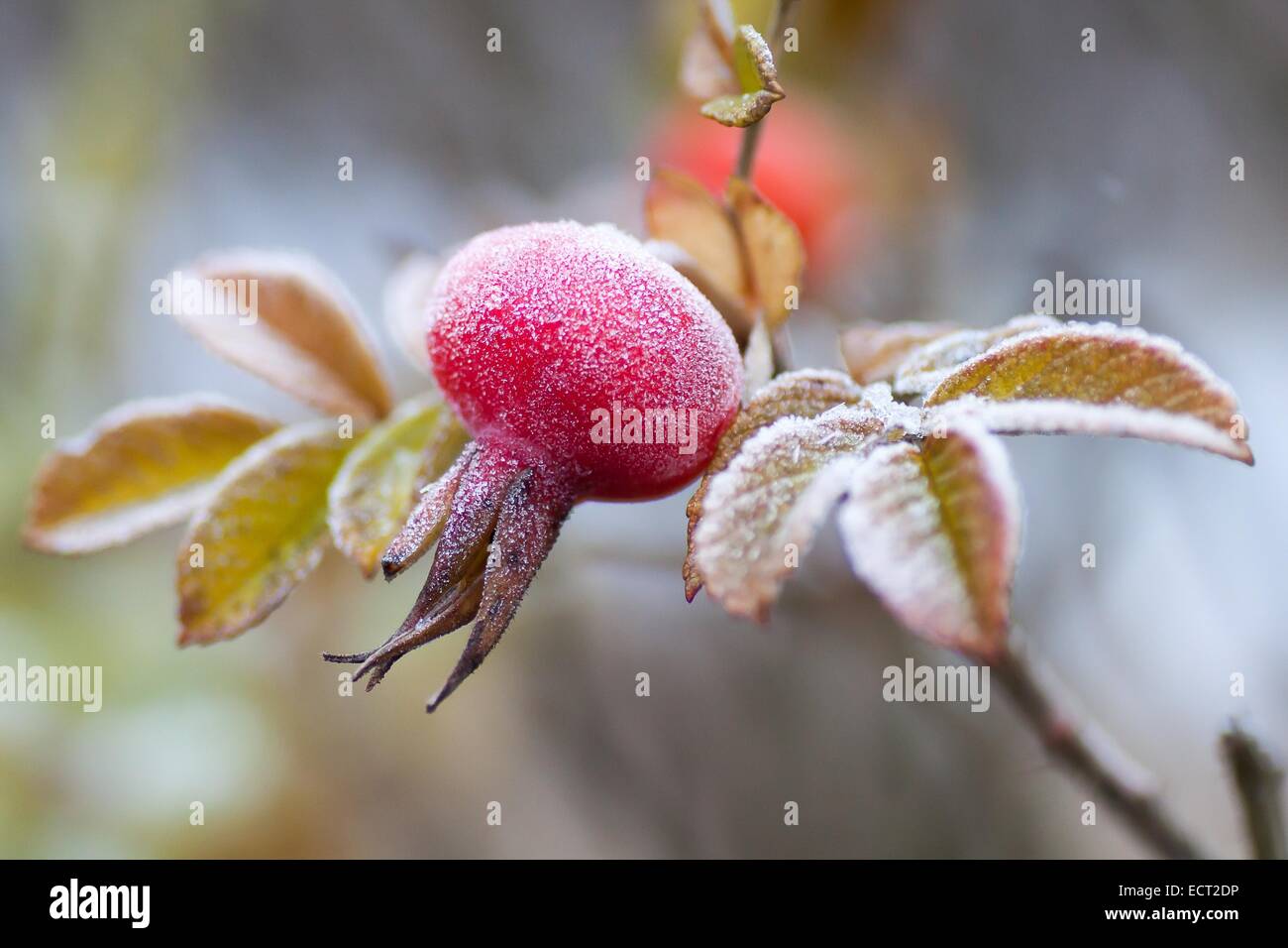 Rose covered in frost hi-res stock photography and images - Alamy