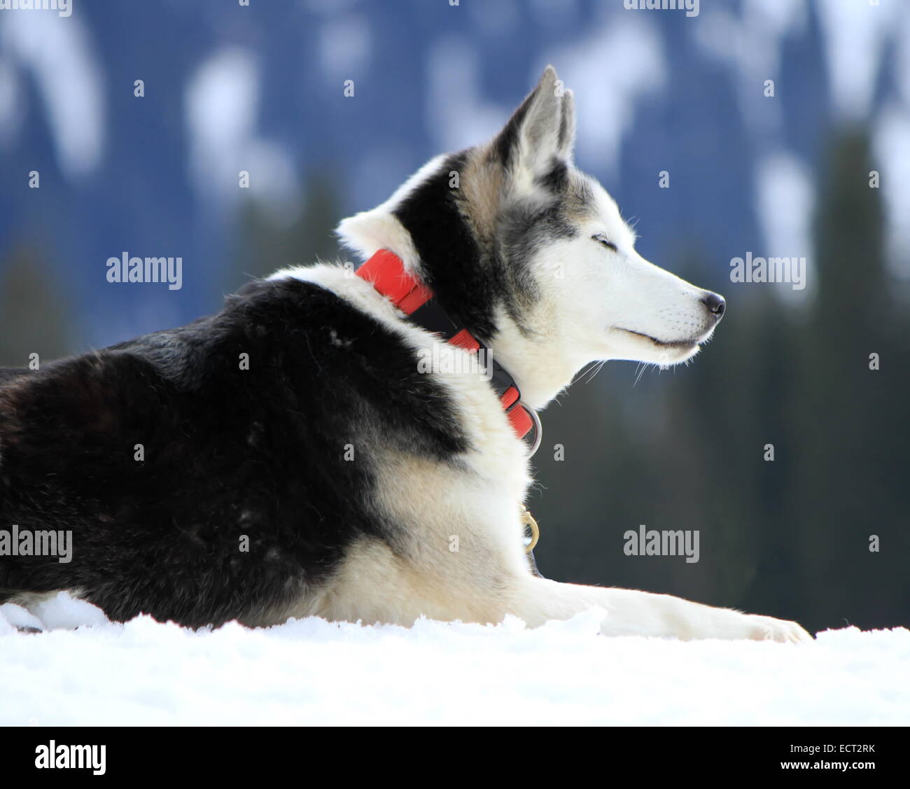 Siberian husky dog wearing red necklace sitting on snow having rest after the race Stock Photo