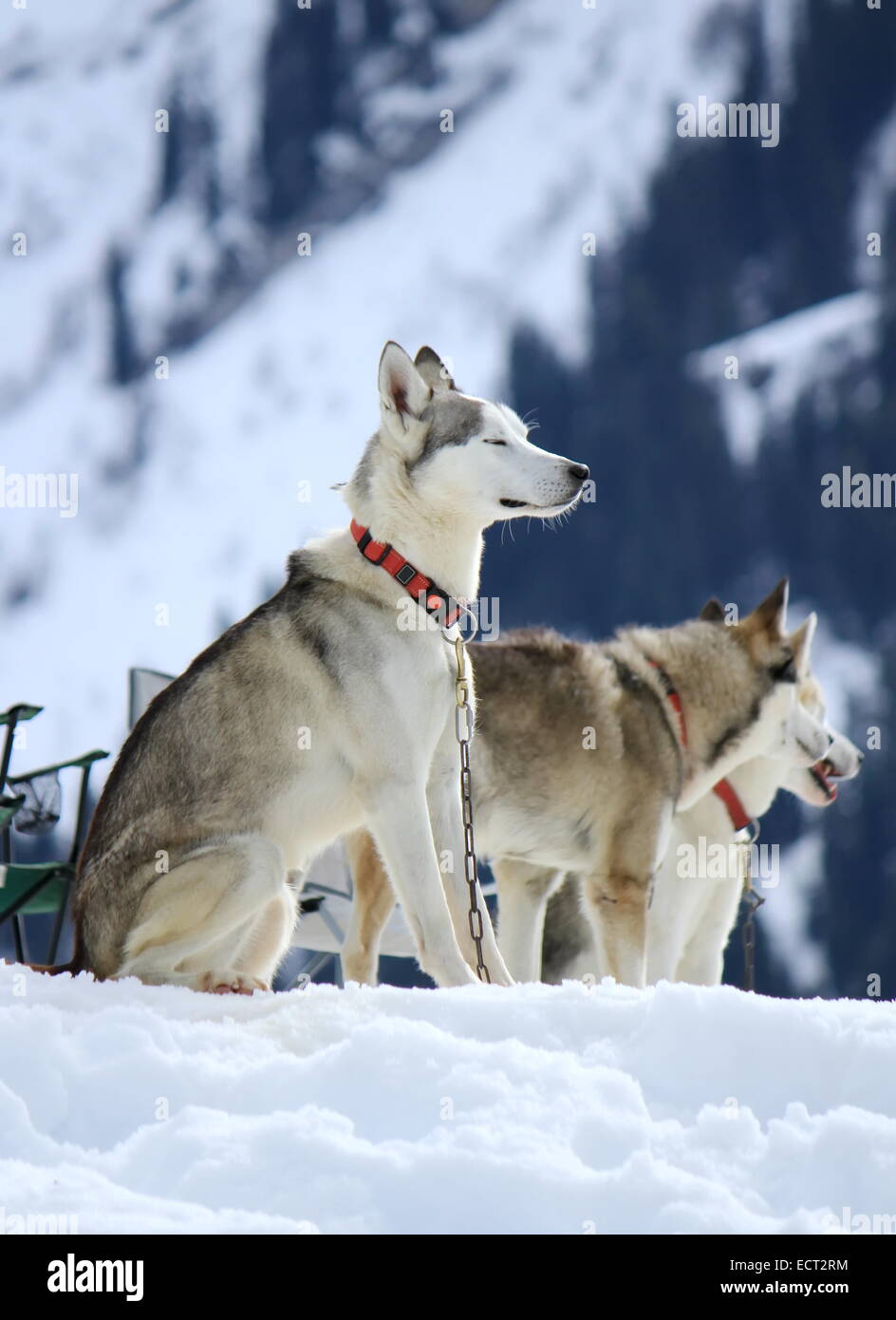 Siberian husky dogs wearing red necklace sitting on snow having rest after the race Stock Photo