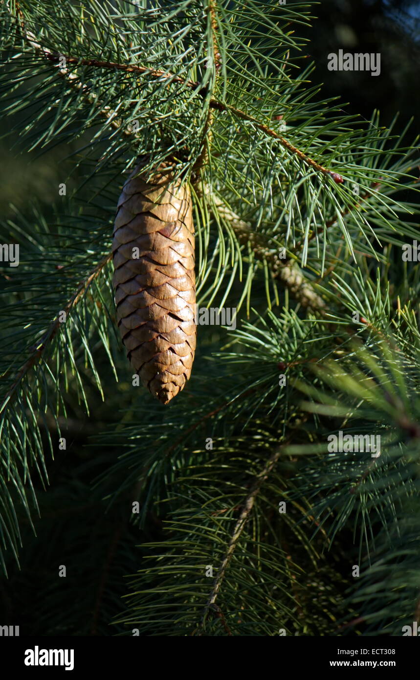West himalayan or Morinda spruce (picea smithiana) close up on a cone Stock Photo