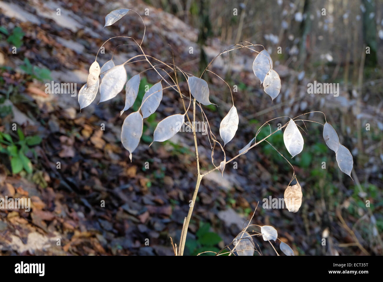 Lunaria, honesty flowering plant in the forest Stock Photo