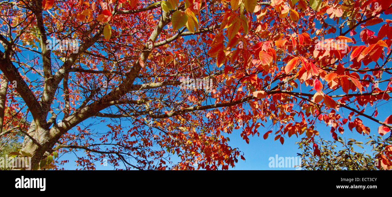 Close up on red autumn tree and deep blue sky Stock Photo - Alamy