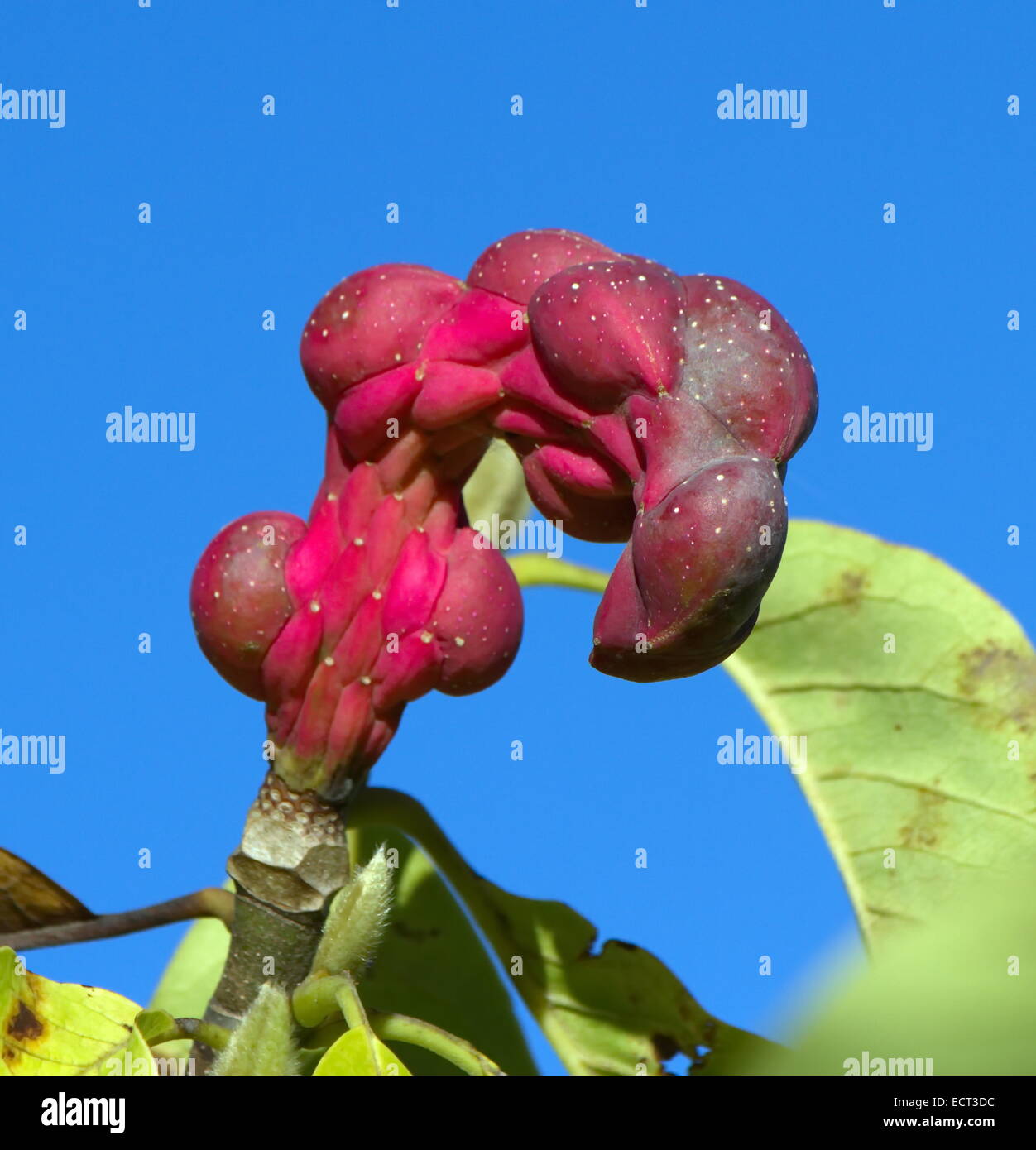 Magnolia Sayonara seed pods in deep blue sky Stock Photo