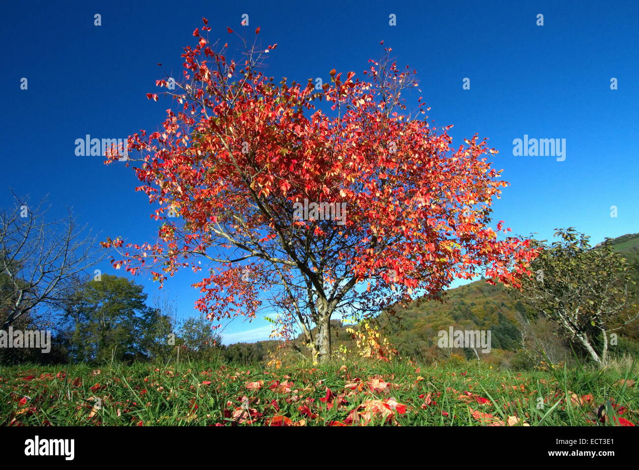 Alone red autumn tree on hill and deep blue sky Stock Photo - Alamy