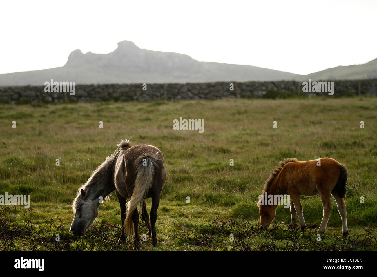 Wild horses on the rugged countryside of Dartmoor, moorland is granite with tors & walls built in ancient times Haytor behind Stock Photo