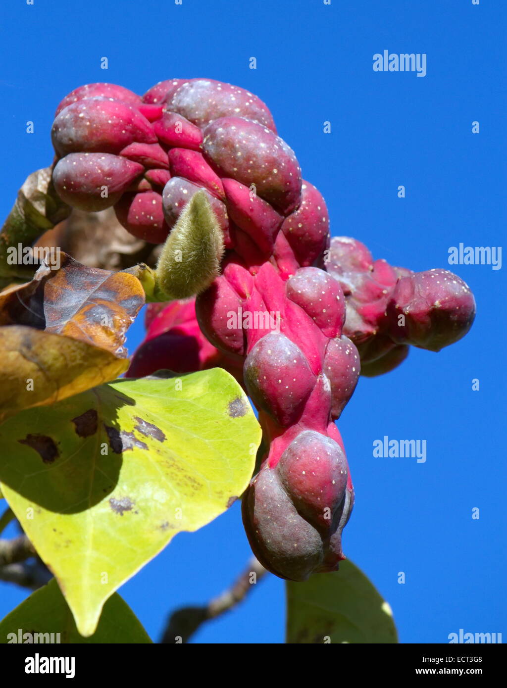 Magnolia Sayonara seed pods in deep blue sky Stock Photo