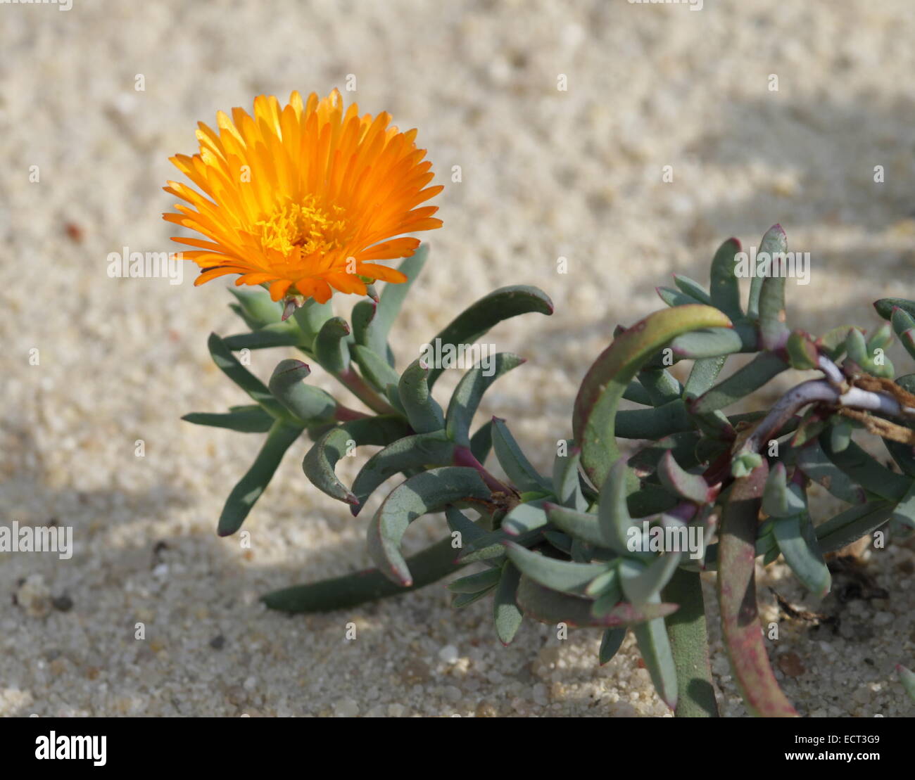 Single orange lampranthus multiradiatus flower and its green leaves on the sand Stock Photo