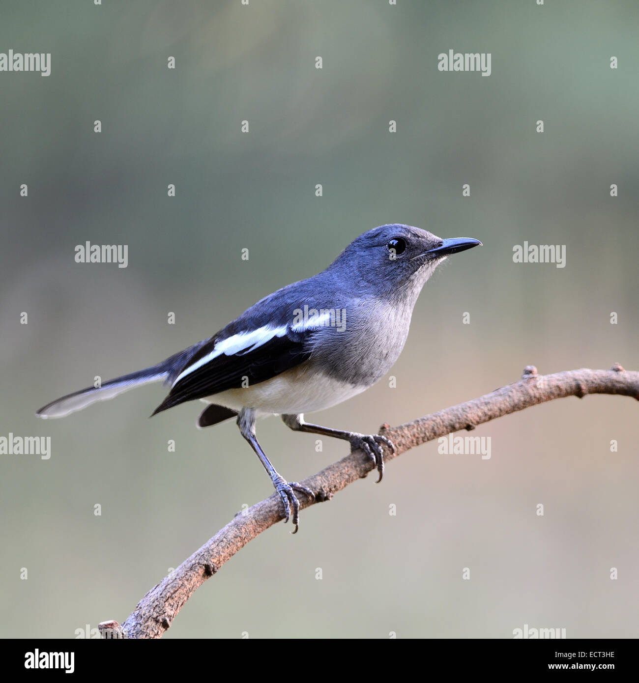 Beautiful black and white bird, female Oriental Magpie Robin (Copsychus saularis), standing on a branch, side profile Stock Photo