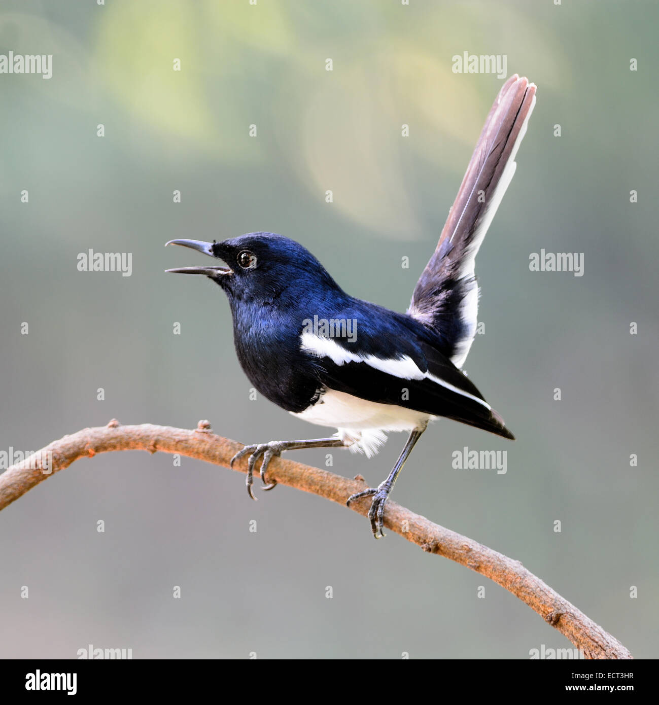 Beautiful black and white bird, male Oriental Magpie Robin (Copsychus saularis), standing on a branch, side profile Stock Photo