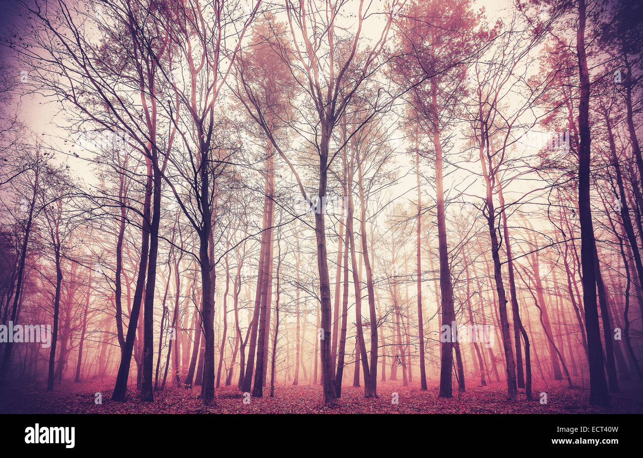 Retro filtered picture of mysterious forest background. Stock Photo