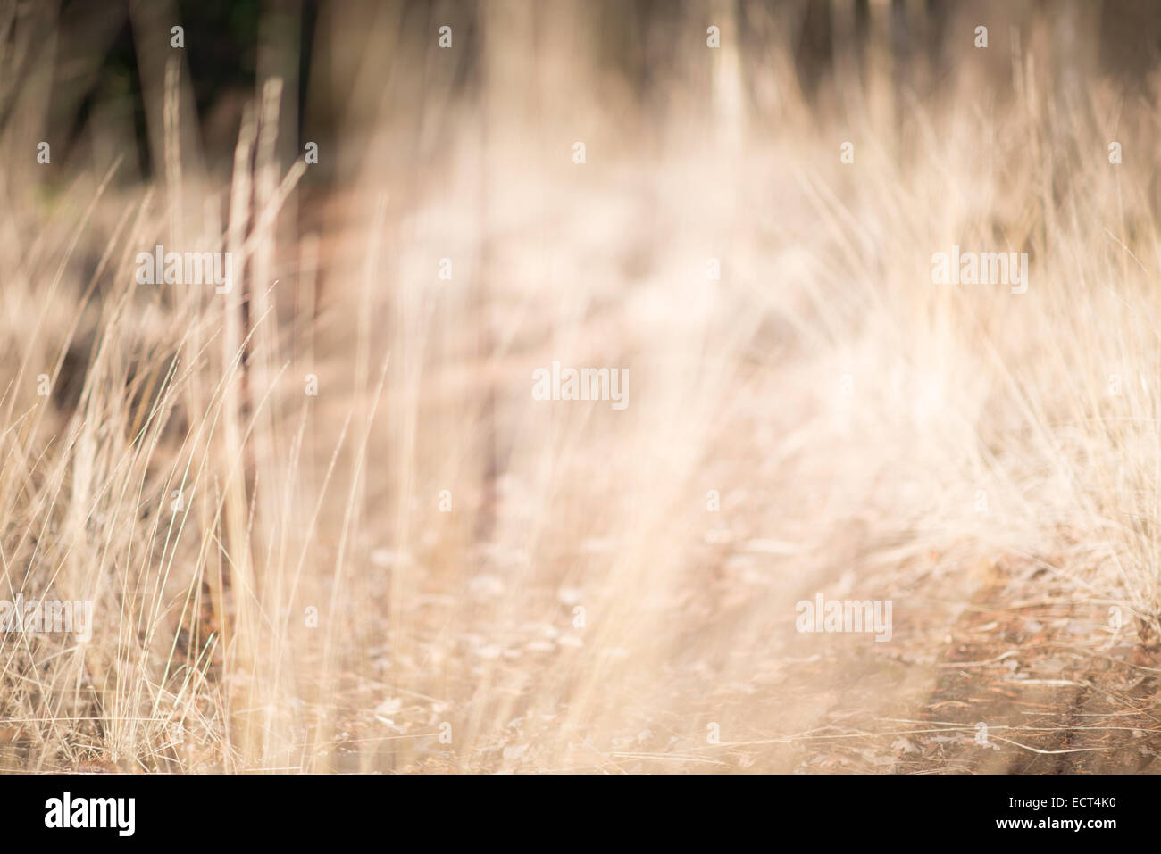 Green grass close up movement hi-res stock photography and images - Alamy