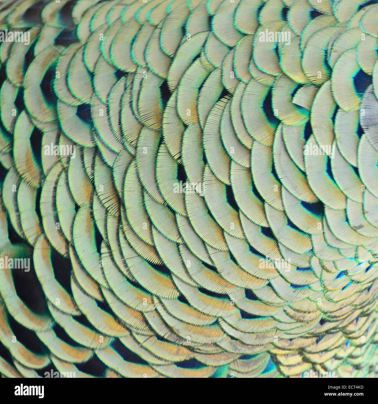 Abstract green texture hi-res stock photography and images - Alamy
