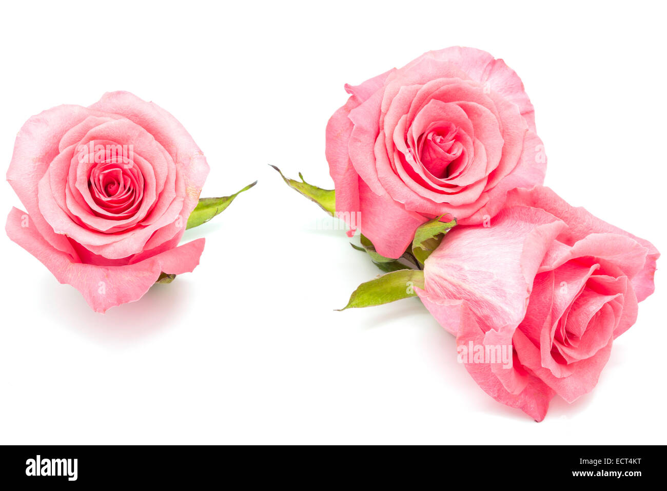 Beautiful pink rose isolated on white background Stock Photo - Alamy