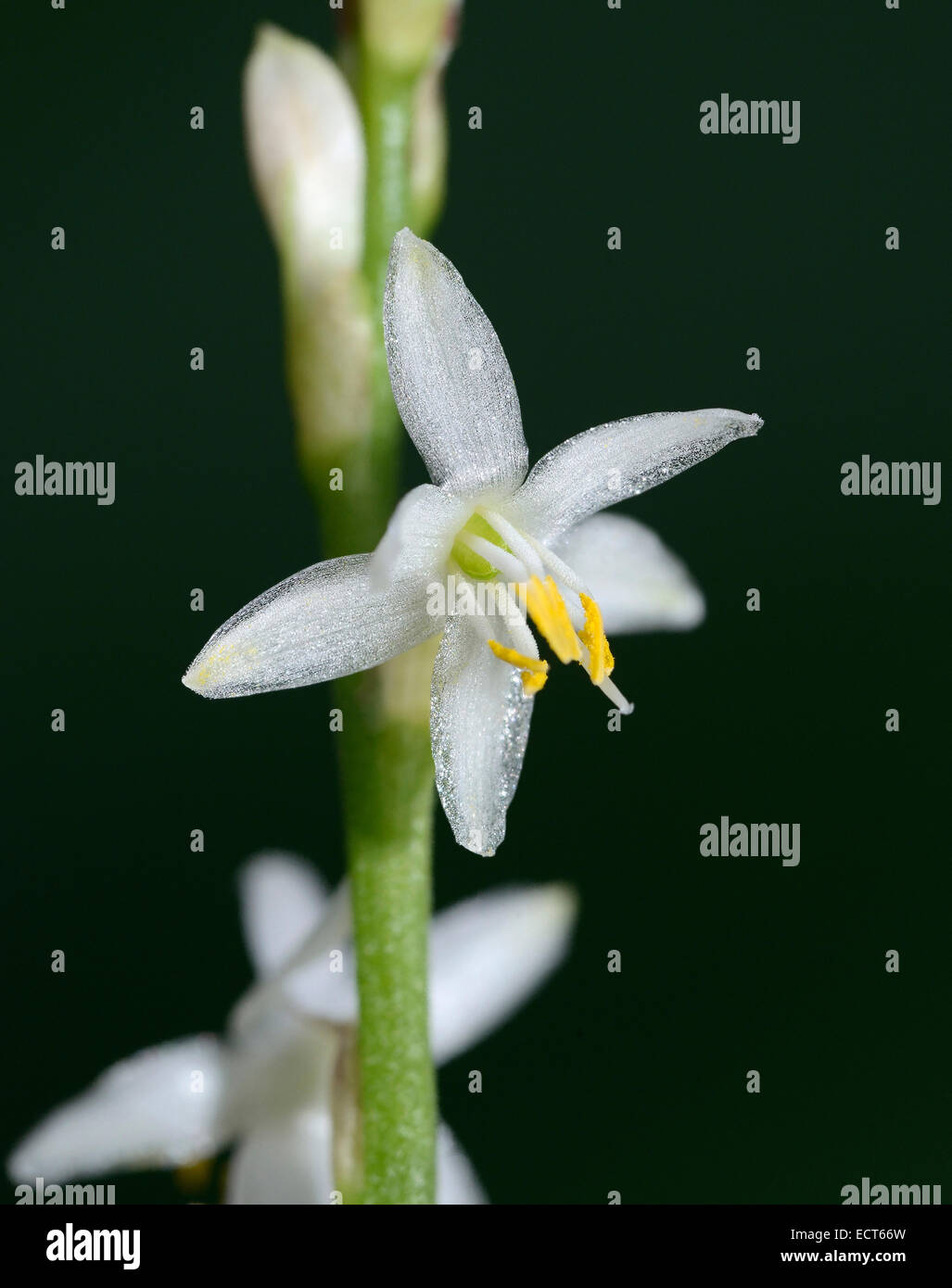 Chlorophytum sparsiflorum Small White Flower from South Africa Stock Photo