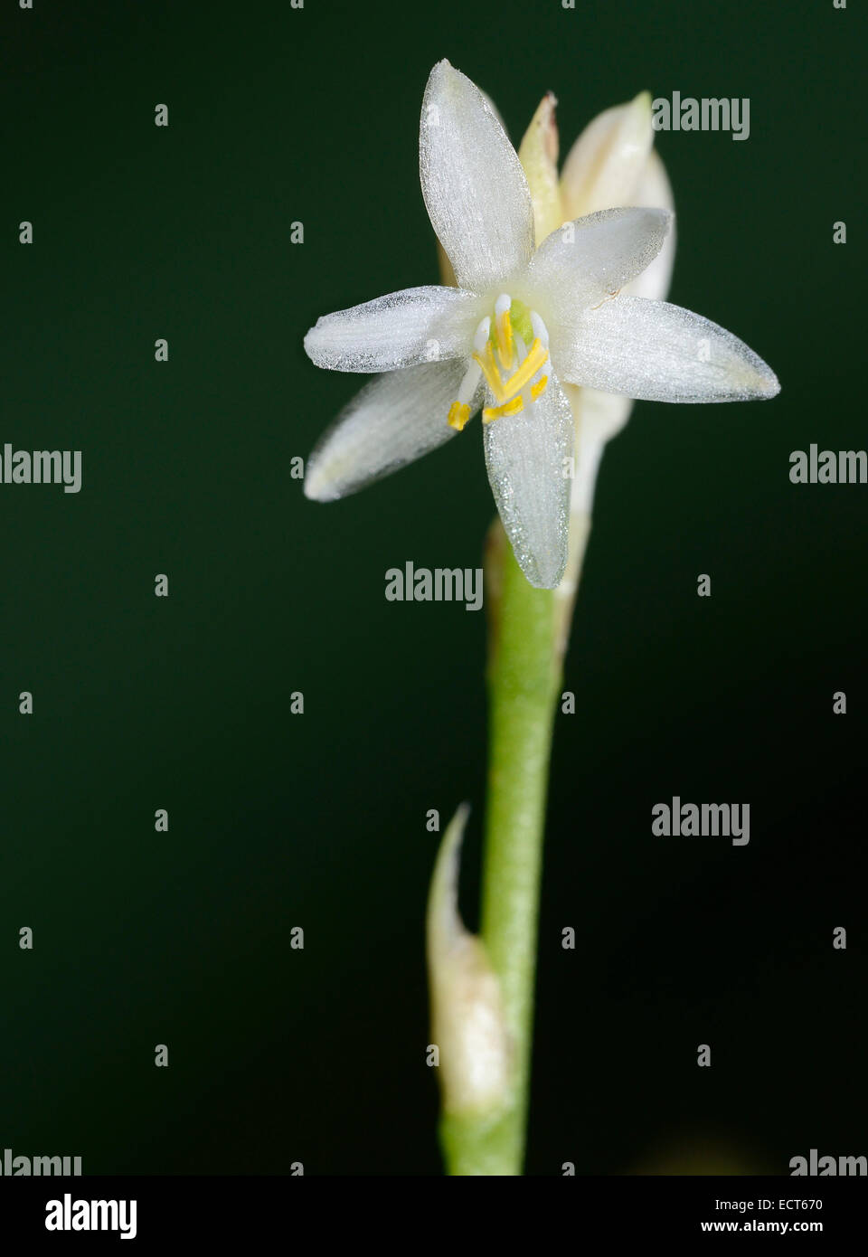 Chlorophytum sparsiflorum Small White Flower from South Africa Stock Photo