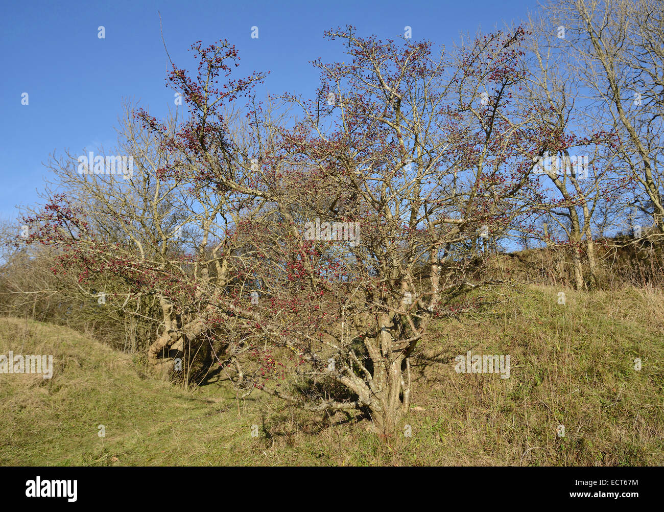 Hawthorn Bush in Winter with Berries - Crataegus monogyna Stock Photo