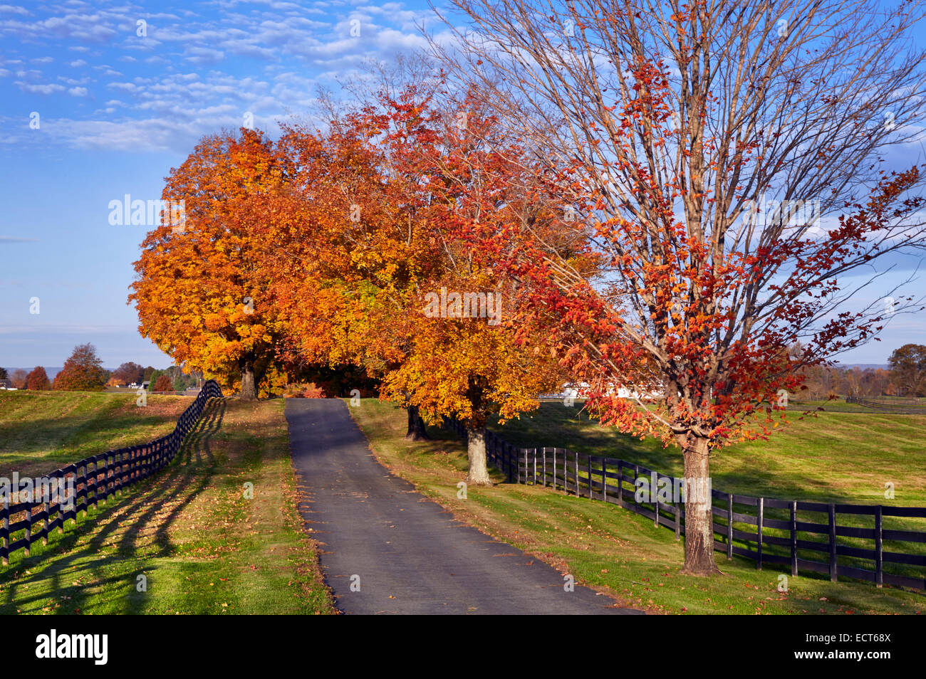 Autumnal trees along farm drive. Middleburg, Virginia, USA. Stock Photo