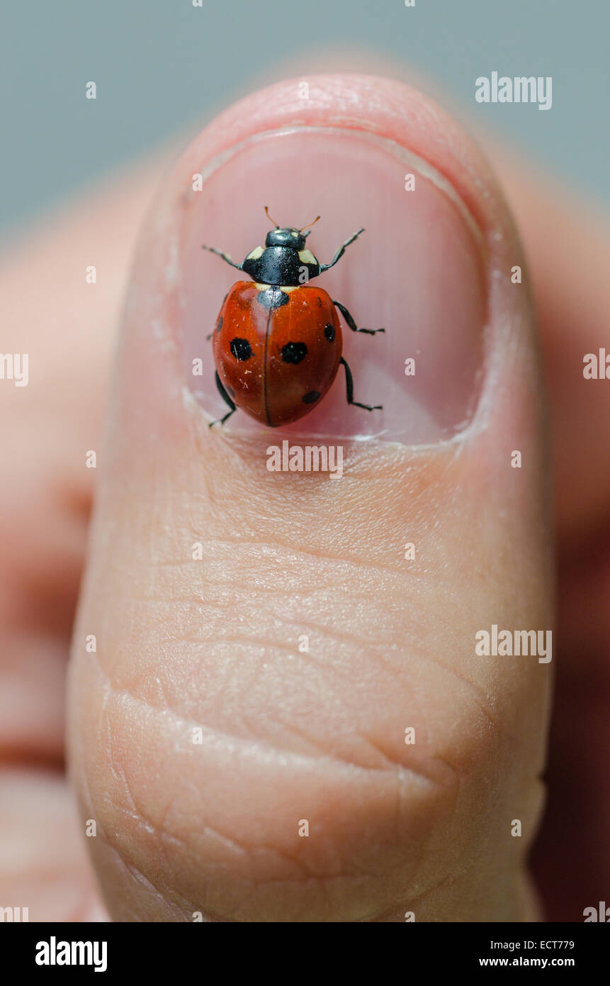 Small ladybug closeup on a nail thumb Stock Photo