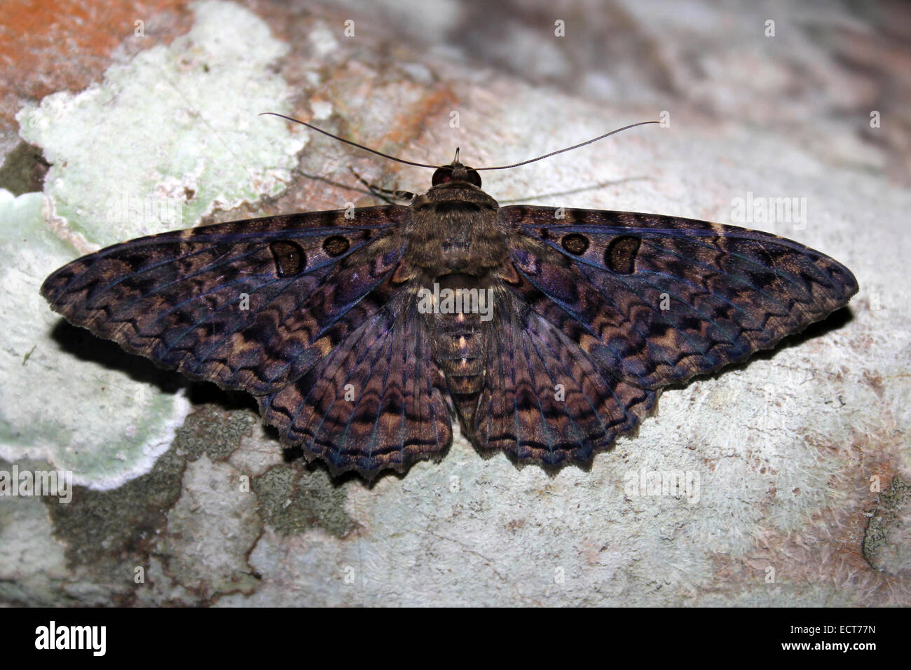 Pictures Of Black Witch Moth