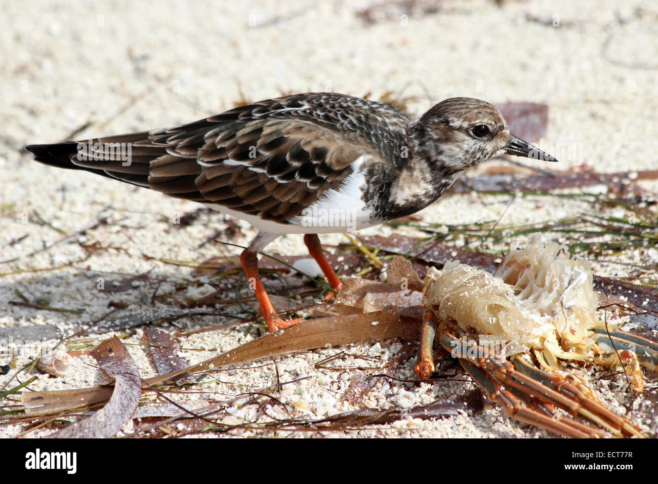 Ruddy Turnstone Arenaria interpres Feeding On The Remains Of Caribbean Spiny Lobster Panulinus argus Stock Photo