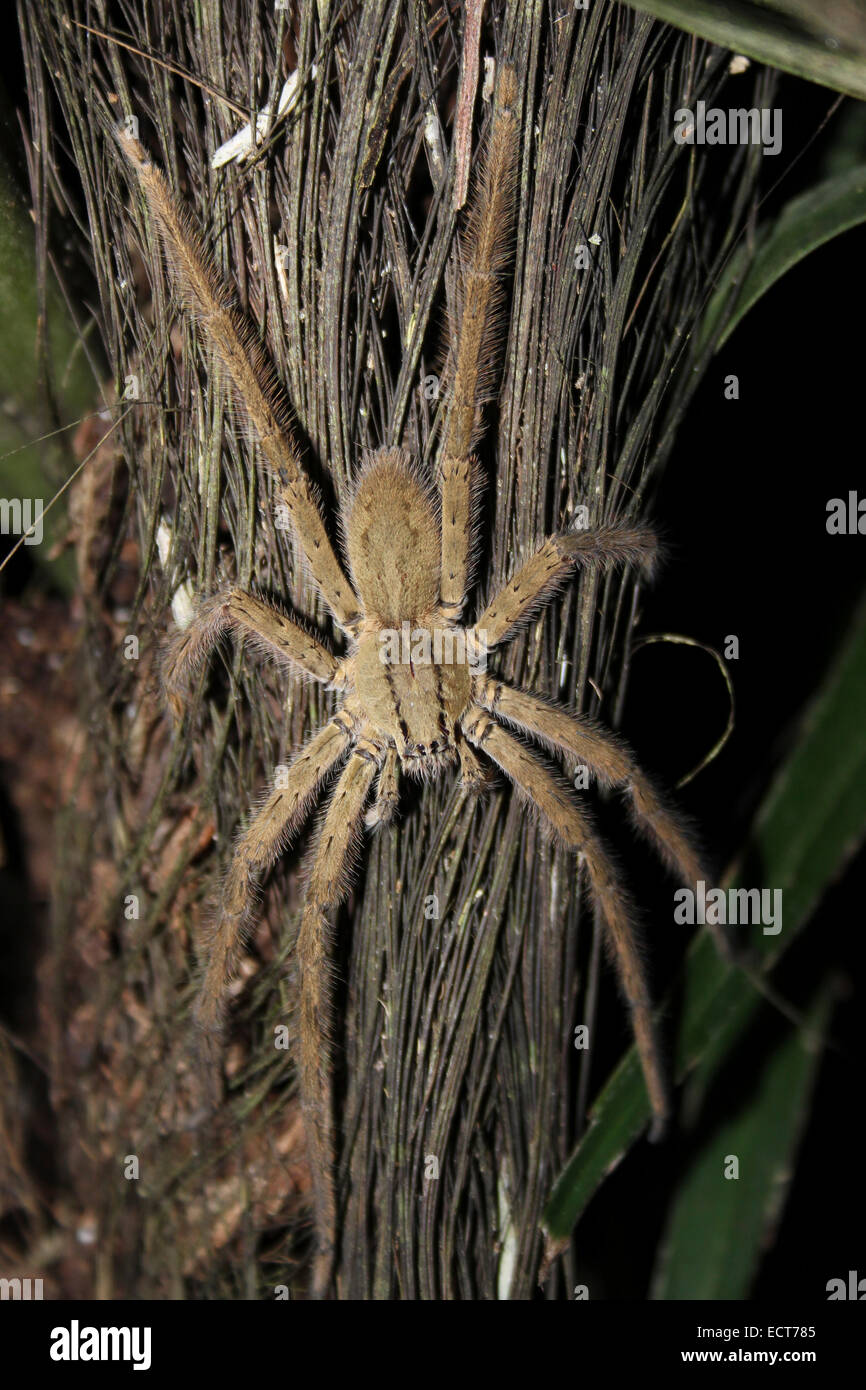 A Large Hairy Spider Photographed At Night In The Belize Botanic Stock