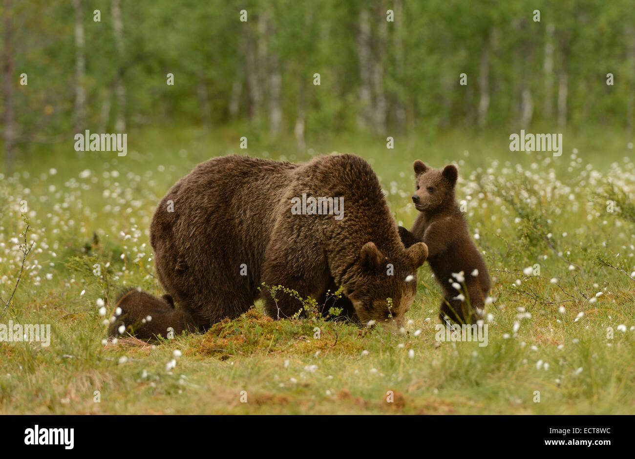 Female brown bear with cubs in the forest and swamp of mid Finland near ...