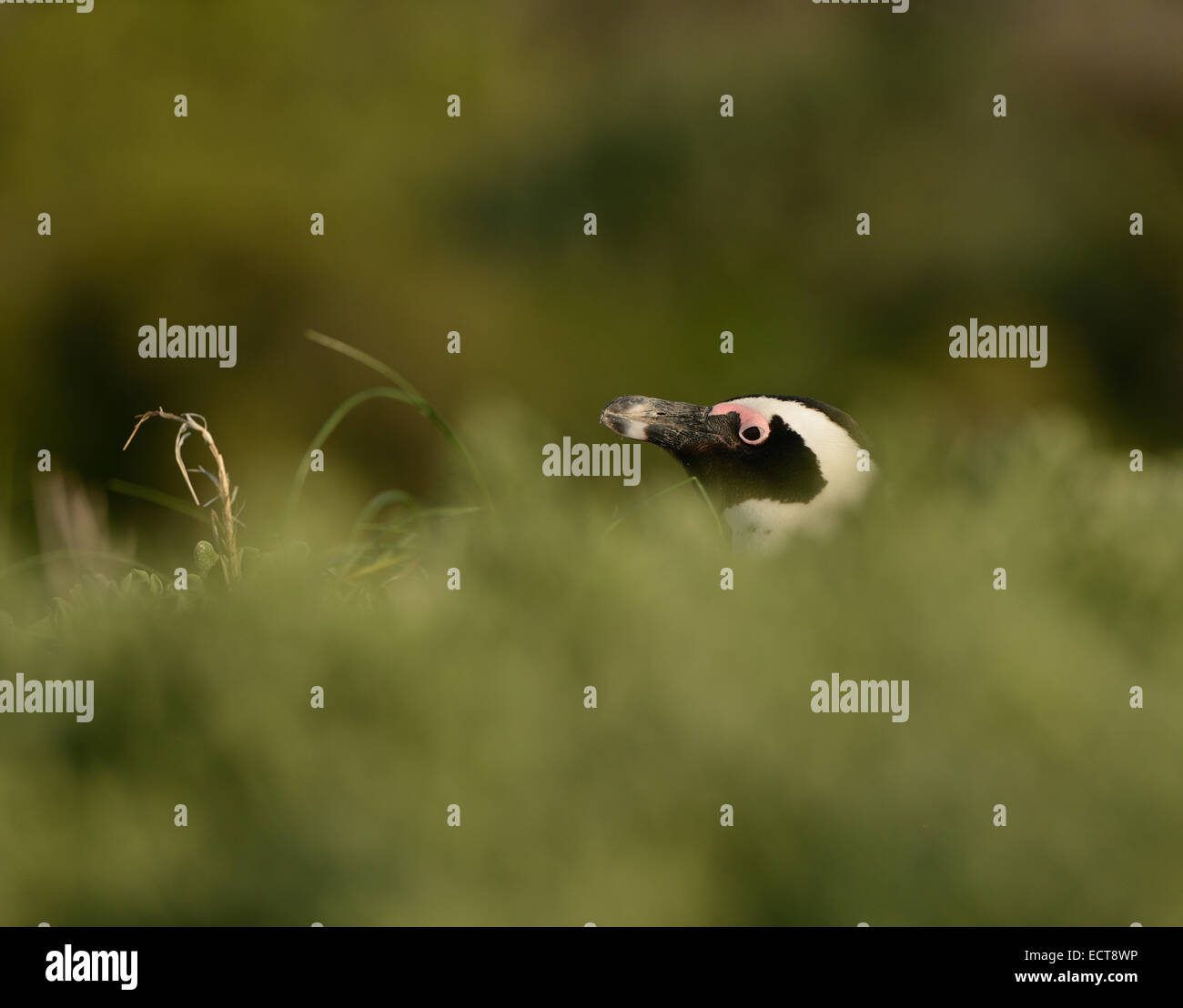 African Penguin (Spheniscus demersus) behind some bushes, at a beach near Cape Town in South Africa. Stock Photo