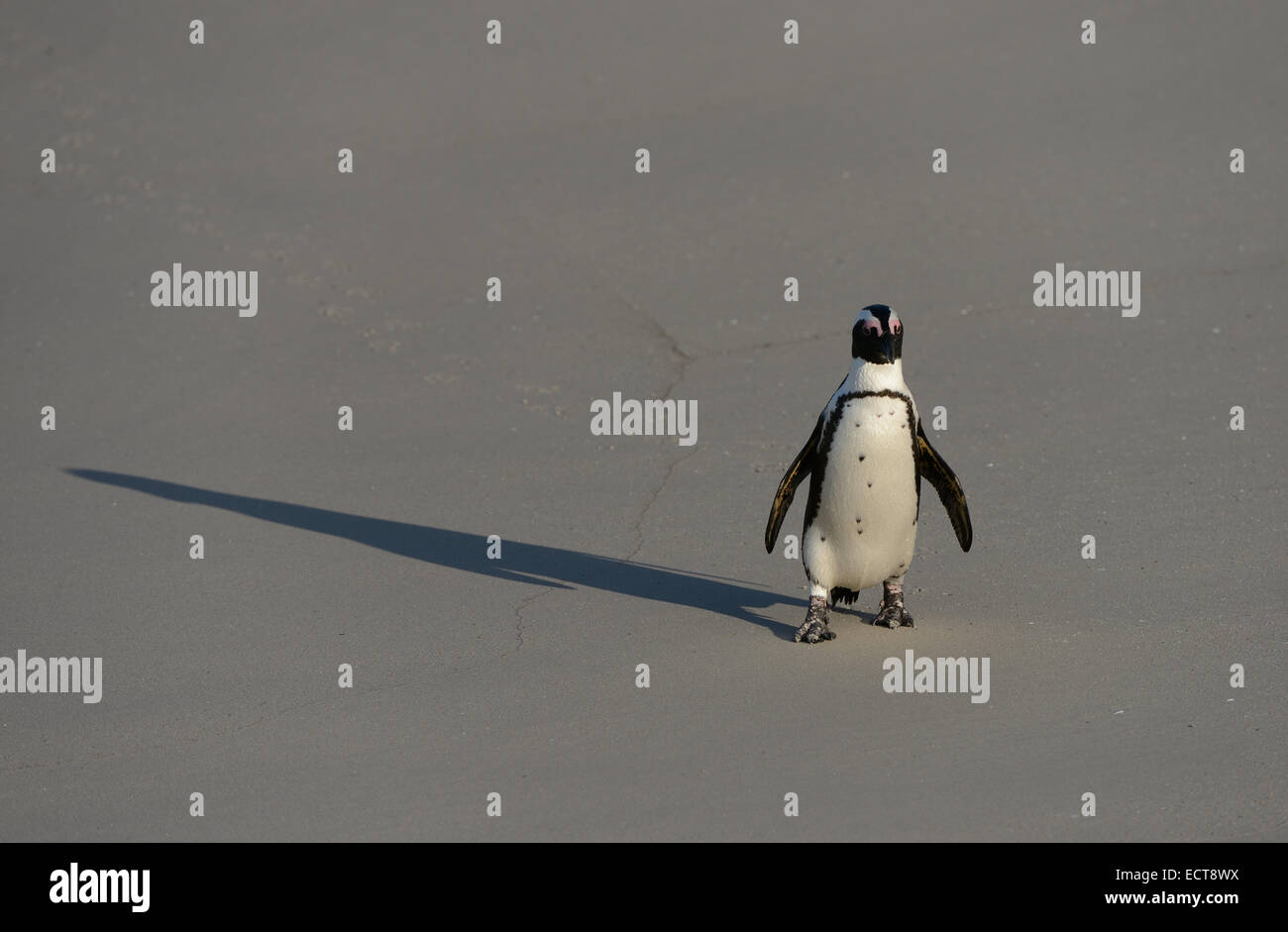 African Penguin (Spheniscus demersus) on the walk, following it's shadow, at a beach near Cape Town in South Africa. Stock Photo