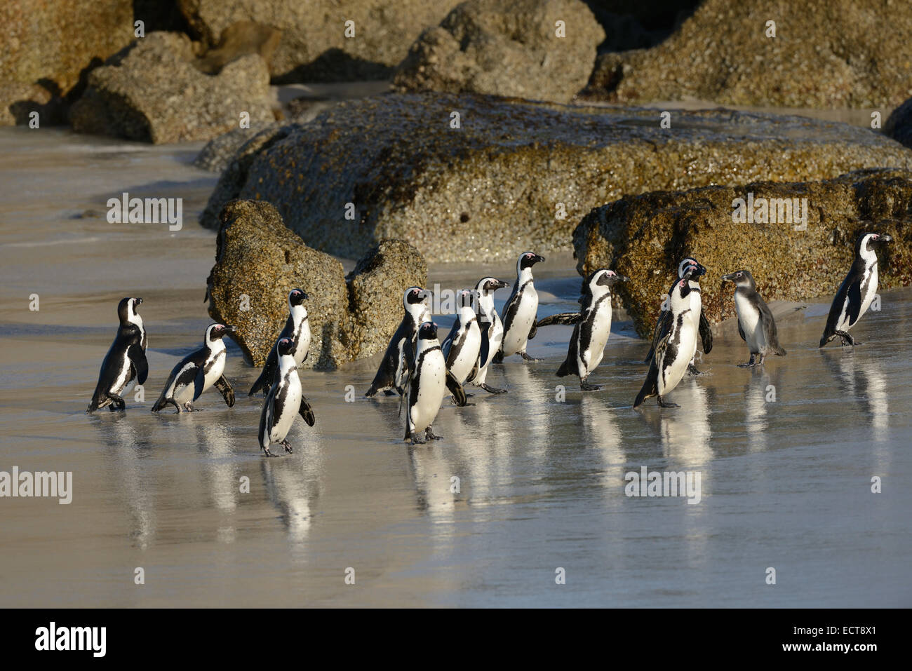 African Penguins on the beach at False Bay, South Africa with the Atlantic Ocean in the background. Stock Photo