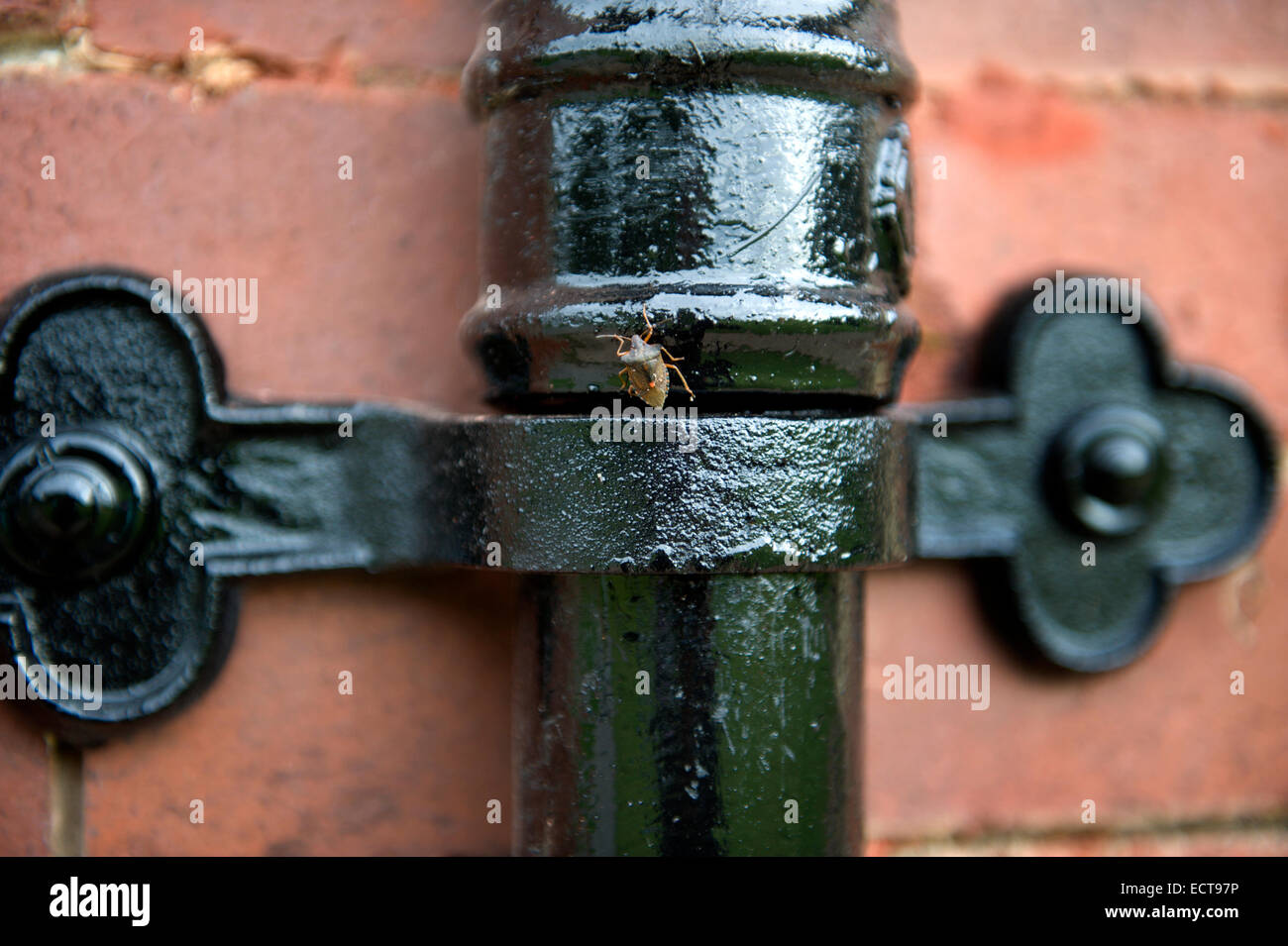 A shield bug climbs over a joint in the cast iron downpipes of the former pheasantry at Haddo House Stock Photo