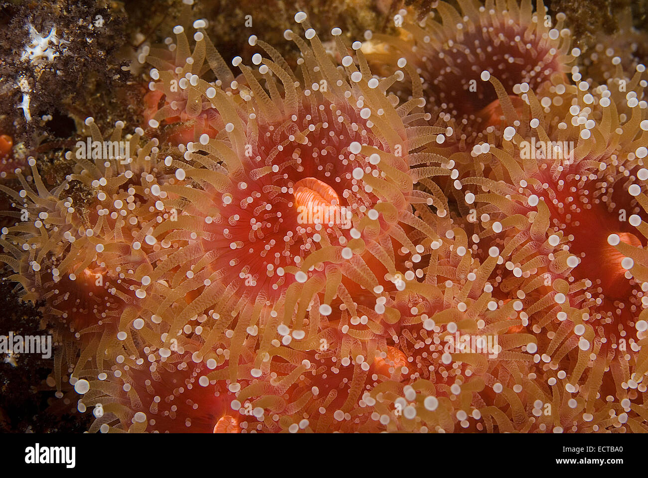 Strawberry Anemone Underwater Stock Photo