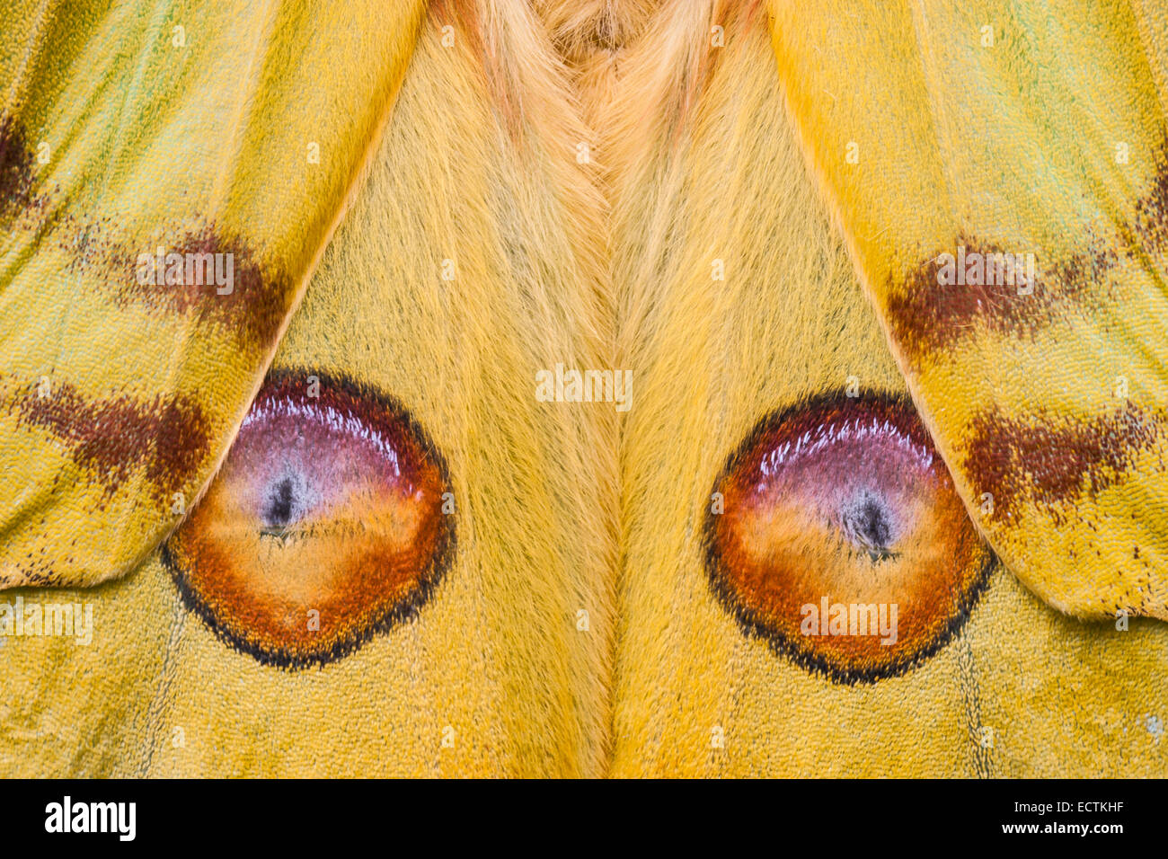 Comet Moth (Argema mittrei) Closeup detail of eyespots on hindwing resembling large eyes.   Native to Madagascar. Stock Photo
