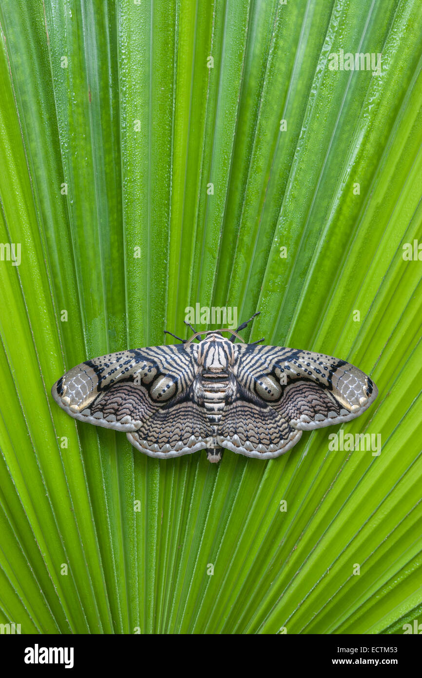 Brahmaea hearseyi moth sitting on palm frond. This moth is native to southeast asia. Stock Photo