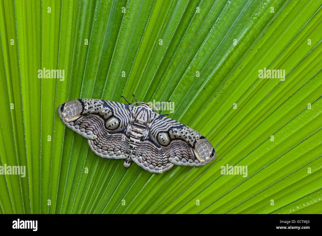 Brahmaea hearseyi moth sitting on palm frond. This moth is native to southeast asia. Stock Photo